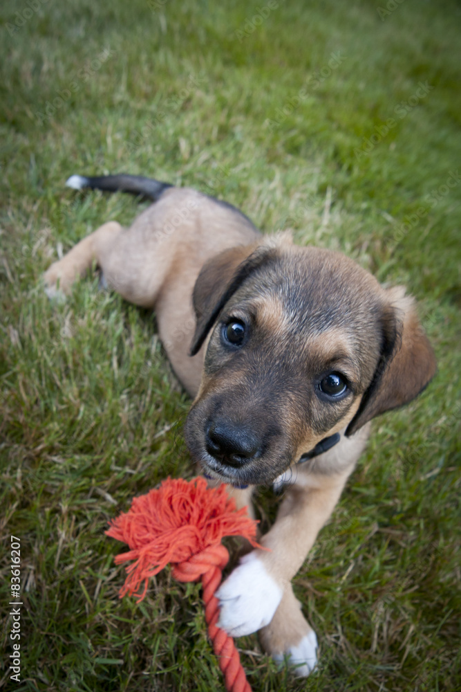 Puppy in Grass with toy