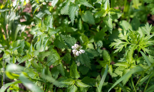 Nettles with flowers