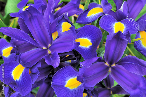 Pétales d'iris bleu