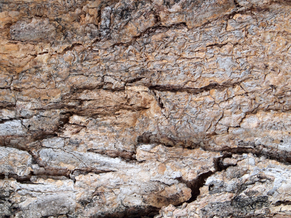 Fototapeta premium Bark texture