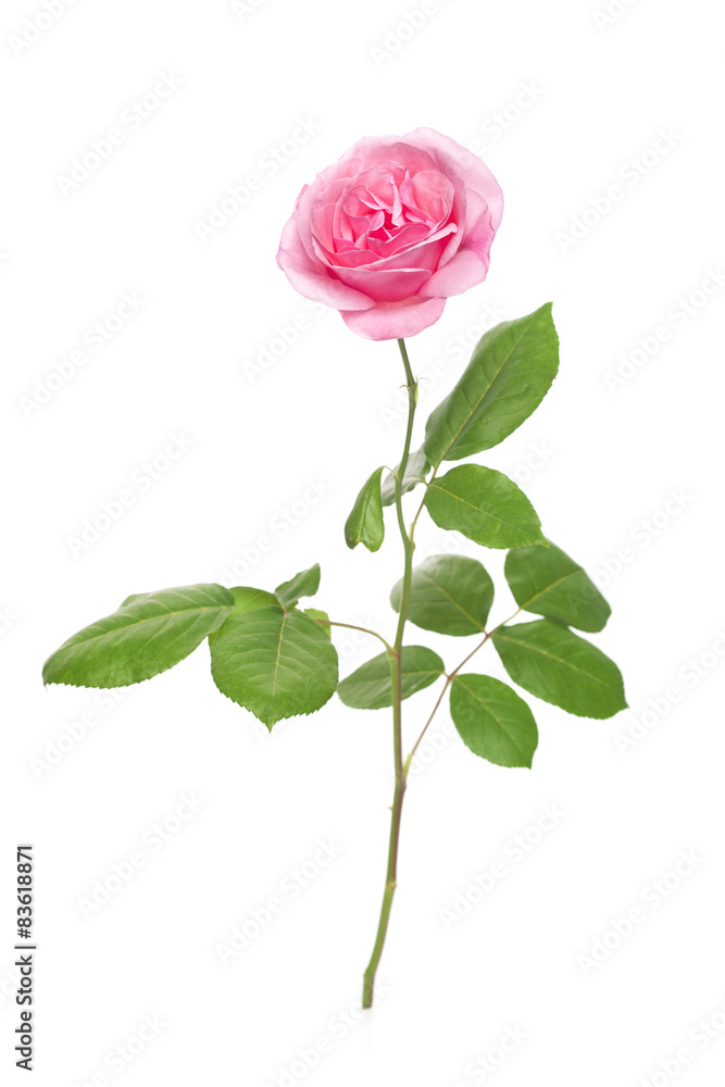 Pink rose isolated on white background Pink rose isolated on white background