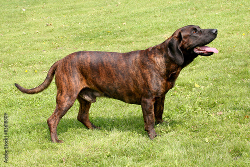 Fényképezés The portrait of Hanoverian Scenthound dog