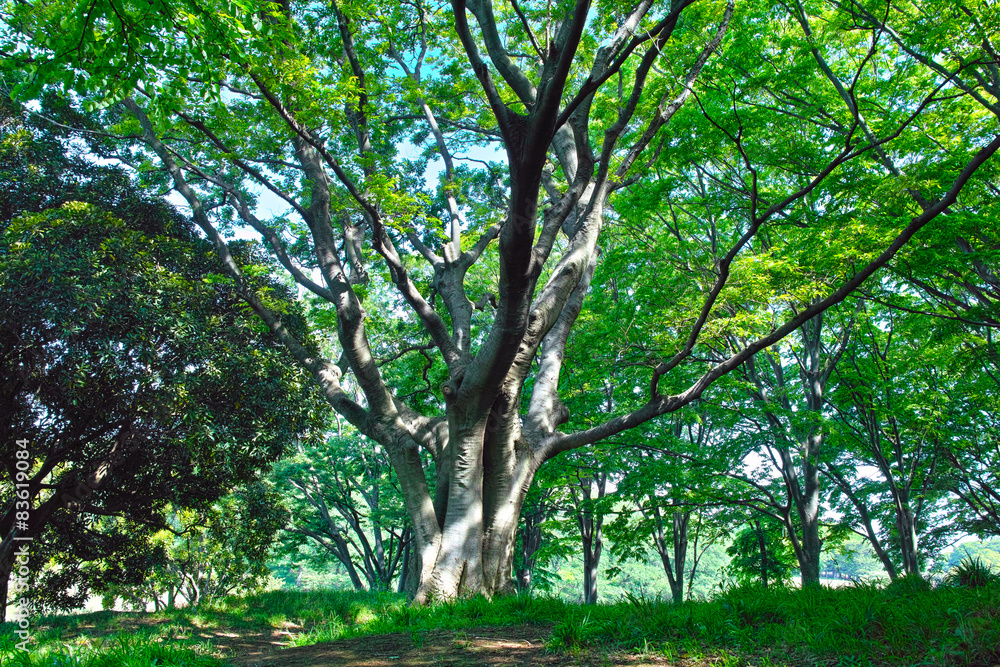 森の中の大きな木の枝 Stock 写真 Adobe Stock