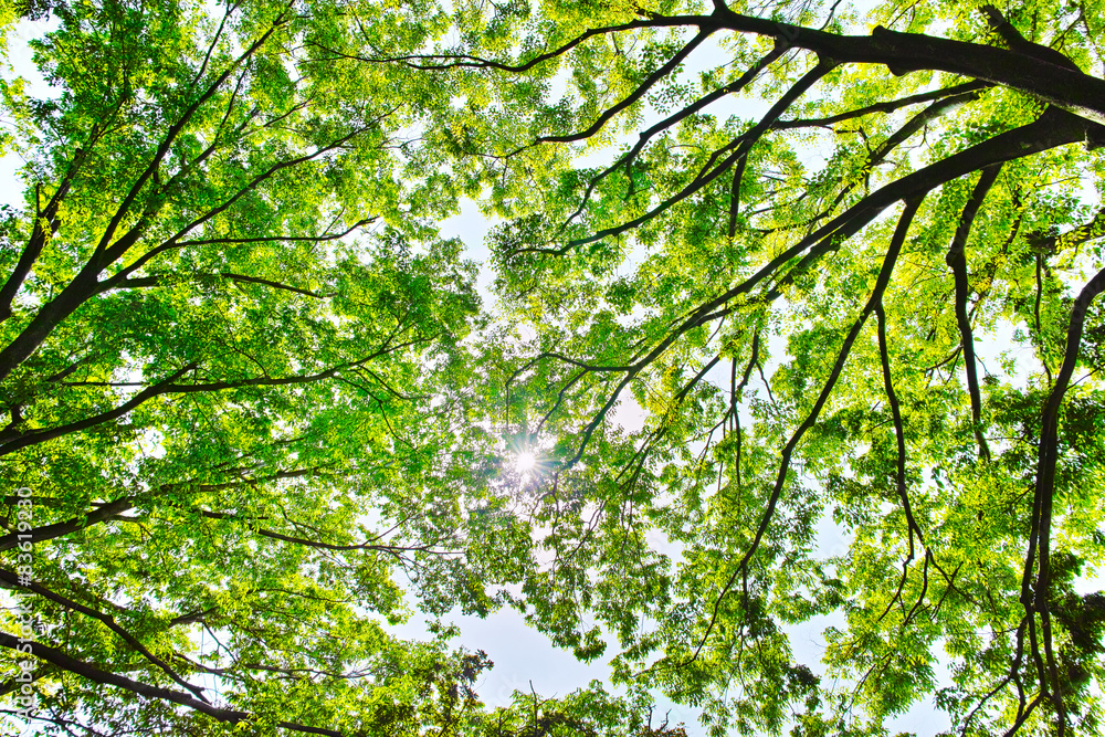 Obraz premium 新緑の林と太陽