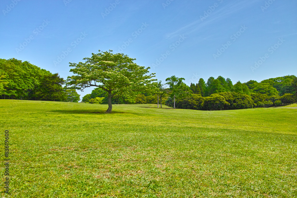 Obraz premium 春の草原と森