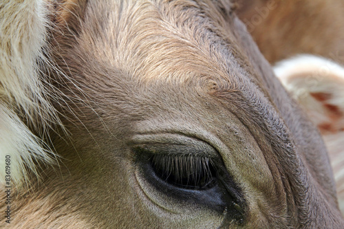 Das Auge und die Augenwimpern einer Kuh