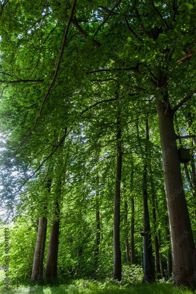 Obraz premium Wald Heiligendamm