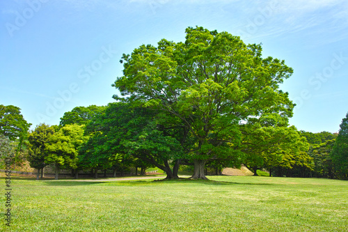 春の草原の大木