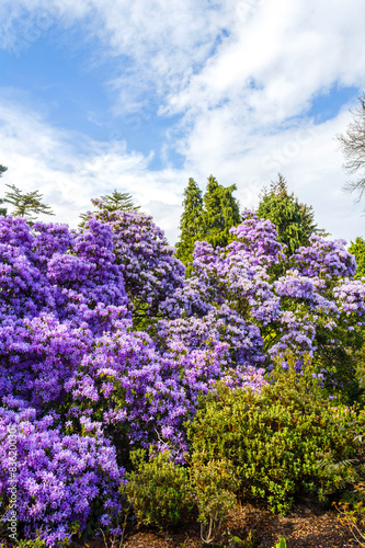 Beautiful  botanic garden in Spring. 