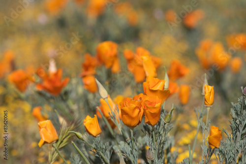 Antelope Valley Poppy Reserve, Kalifornien, USA photo