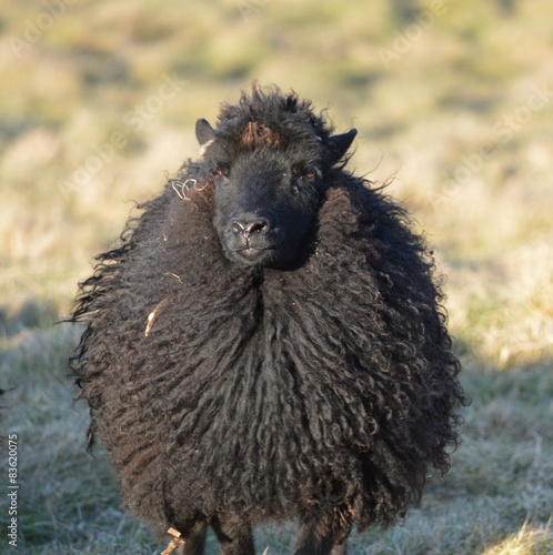 Hebridean Ewe in a Field photo