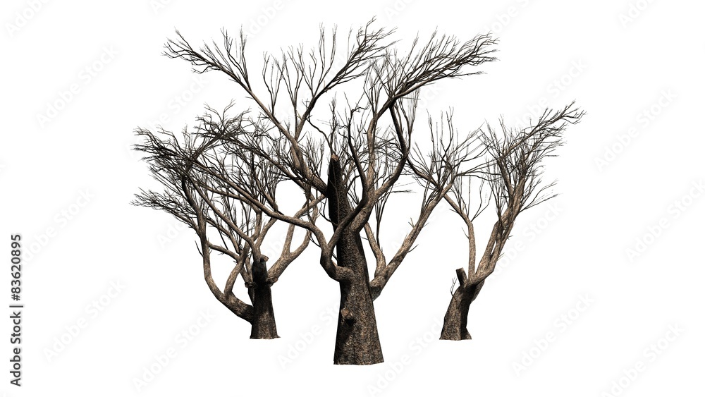 Fototapeta premium Acacia tree winter - isolated on white background