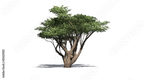 Acacia tree - isolated on white background