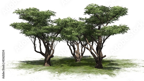 Fototapeta Naklejka Na Ścianę i Meble -  Acacia tree cluster - isolated on white background