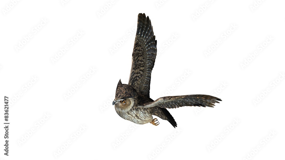 Obraz premium owl - isolated on white background