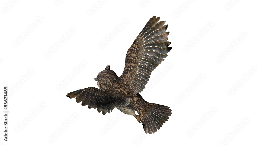 Fototapeta premium owl - isolated on white background