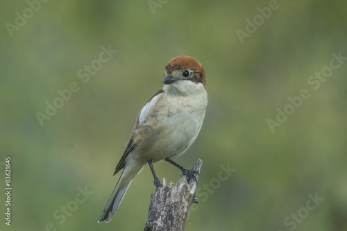 woodchat