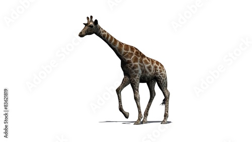 giraffe - isolated on white background