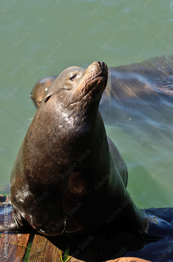 Naklejka premium Sea Lion