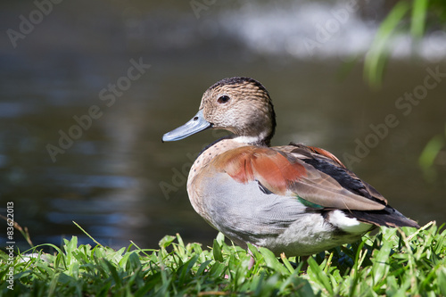 Duck in nature. Bali Bird Park, Indonesia