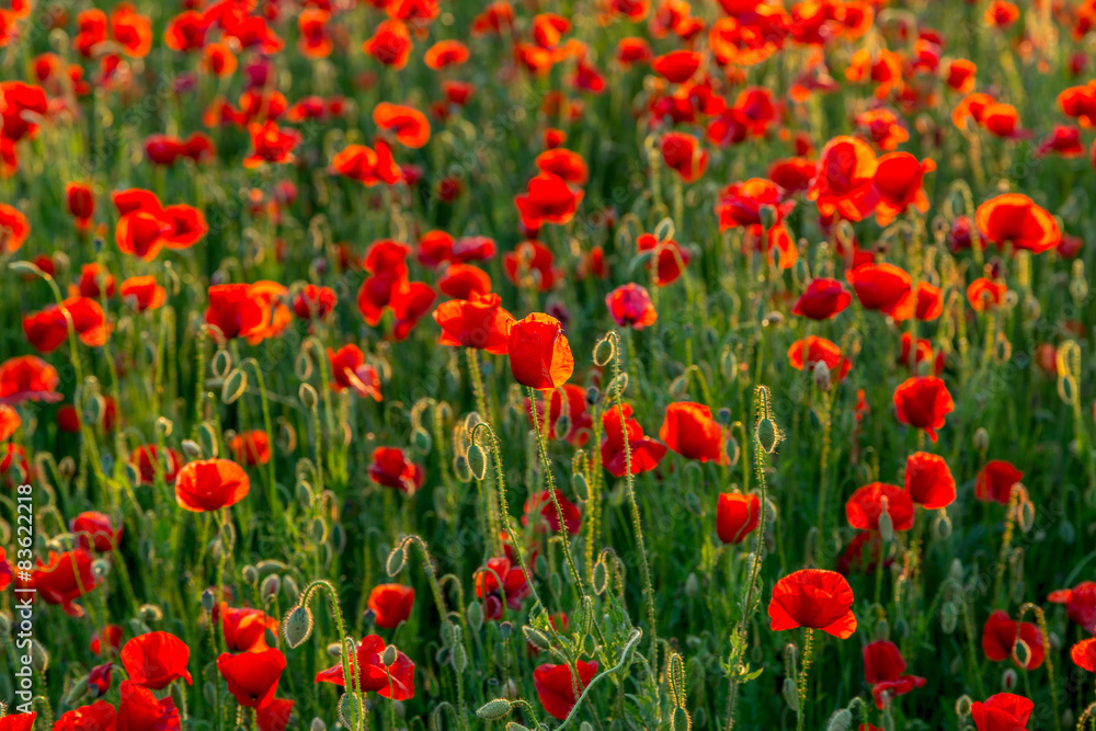 Poppies field meadow in summer