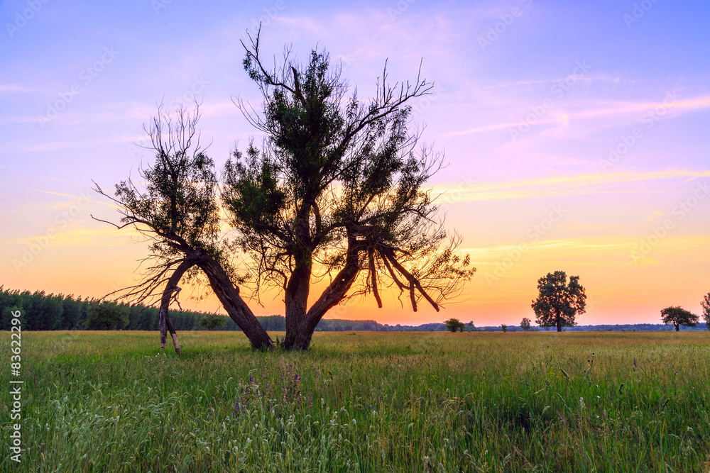 Spring meadow sunset