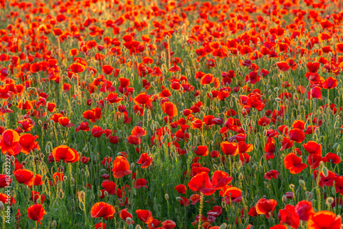 Fototapeta Naklejka Na Ścianę i Meble -  Poppies field meadow in summer