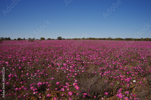 pink wildflowers in Western Australia