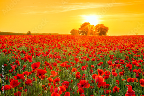 Fototapeta Naklejka Na Ścianę i Meble -  Poppies field at sunset in summer