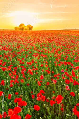 Fototapeta Naklejka Na Ścianę i Meble -  Poppies field at sunset in summer