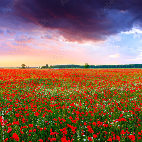 Poppies field at sunset in summer