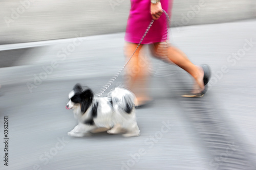 walking the dog on the street © bluraz