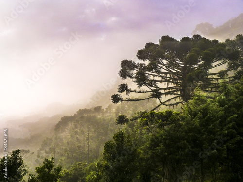 Araucária photo