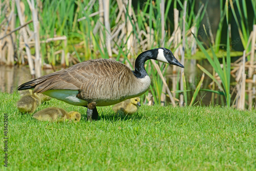 Mother Canada Goose with babies near a pond. Mother Canada Goose with babies near a pond.