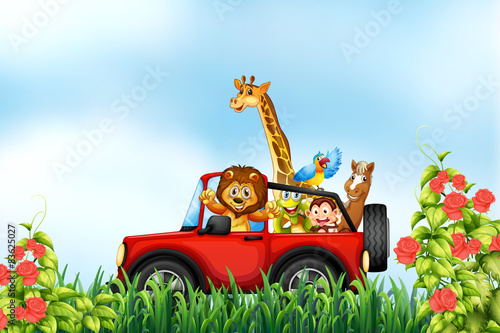 Animals and car