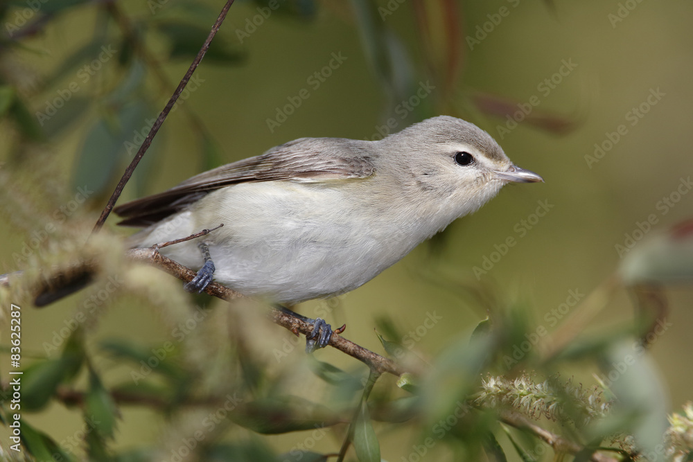 Warbling Vireo Perched on a Branch Warbling Vireo Perched on a Branch