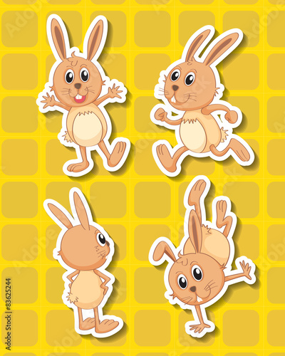 Rabbit