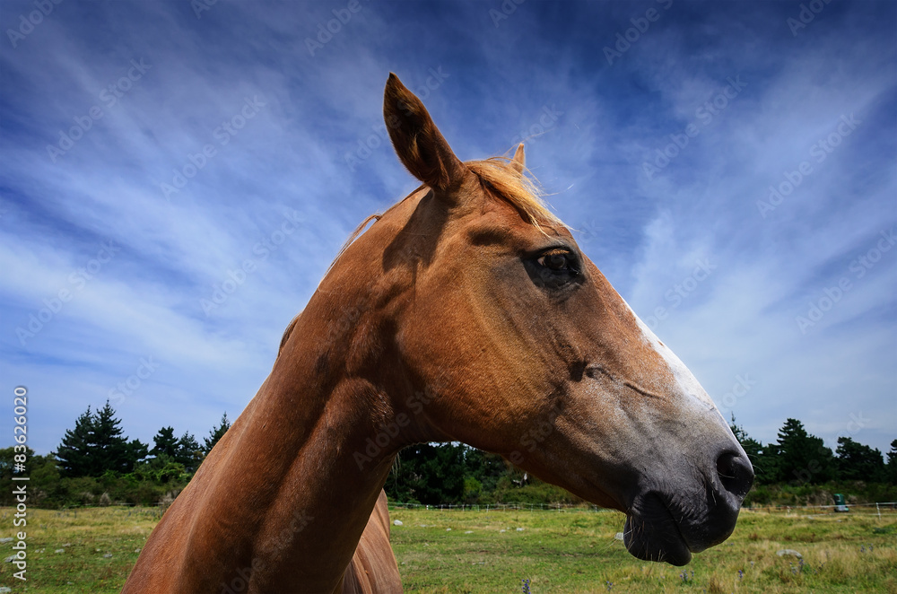 Obraz premium close-up portrait of horse