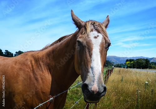 close-up portrait of horse © Katarina S.