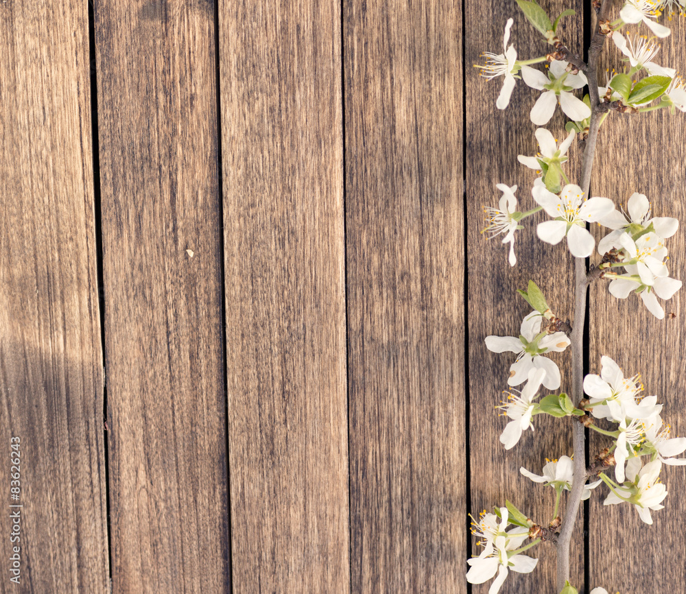 Spring cherry branch blossom on wooden timber Spring cherry branch blossom on wooden timber