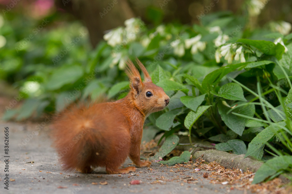 A squirrel standing on a sidewalk and looks surprised A squirrel standing on a sidewalk and looks surprised