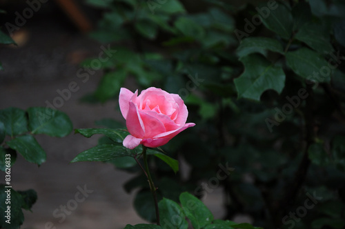 Chinese rose  photo