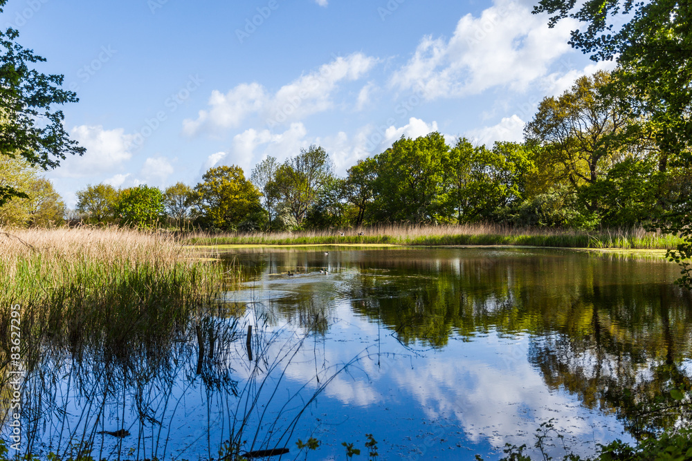 Fototapeta premium Teich in Heiligendamm