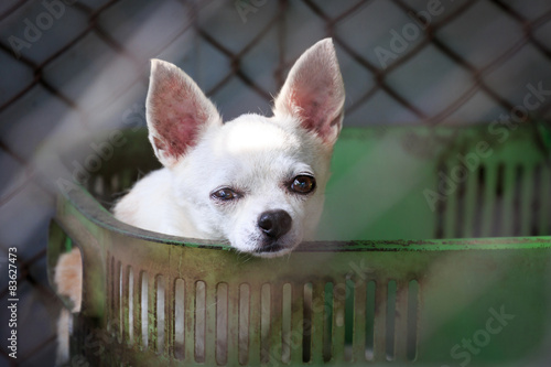 Chihuahua in cage