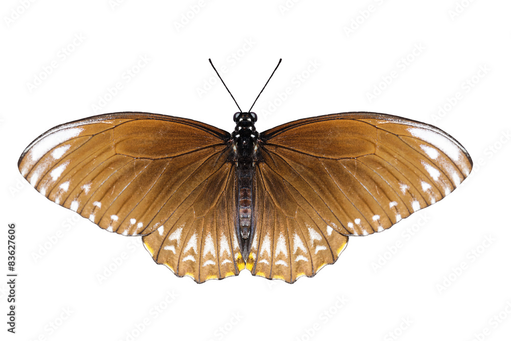 Fototapeta premium Isolated female common mime butterfly