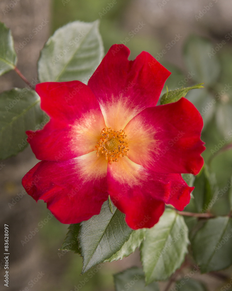 rose red wild rose red wild