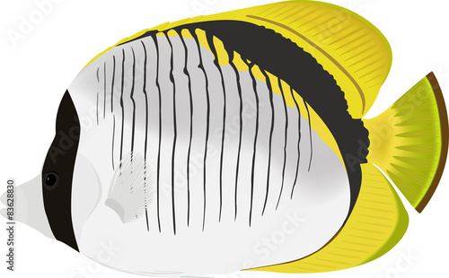 Vector Lined butterflyfish