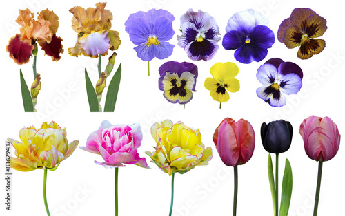 Fototapeta Naklejka Na Ścianę i Meble -  tulips irises pansies