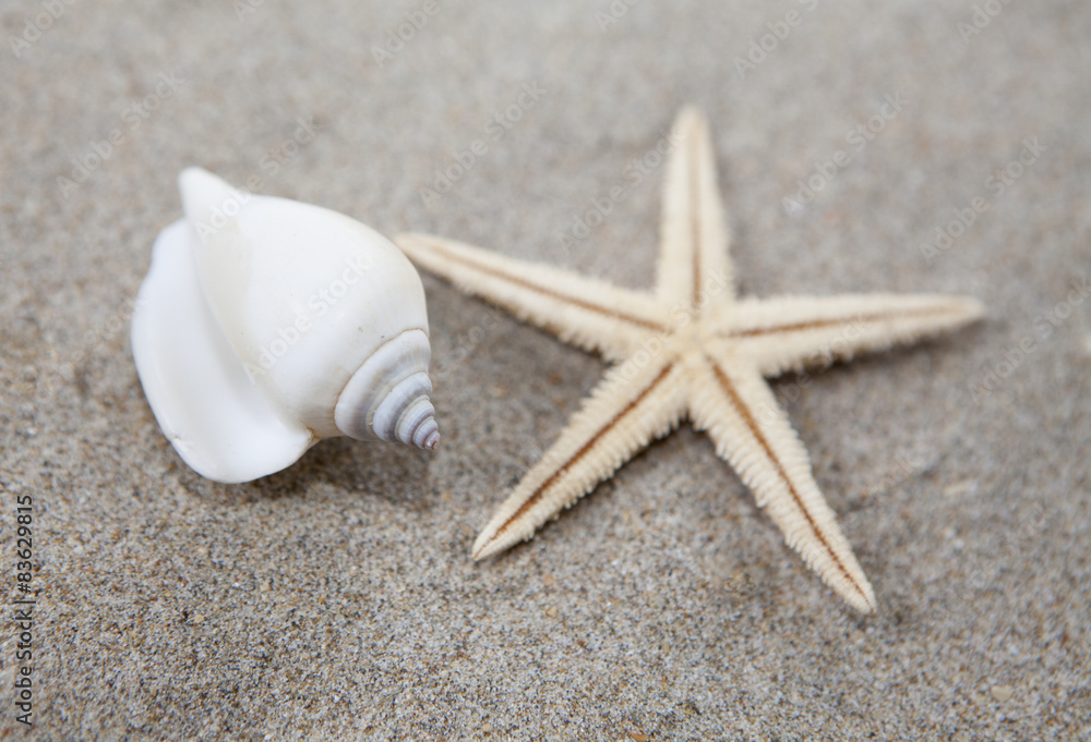 Obraz premium étoile de mer et coquillage sur le sable fin
