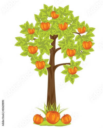 Aple tree